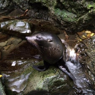 奥豪溪畔漫步之旅-Kaikoura必去景点