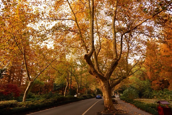 Your Way Holiday-杭州市必去景点