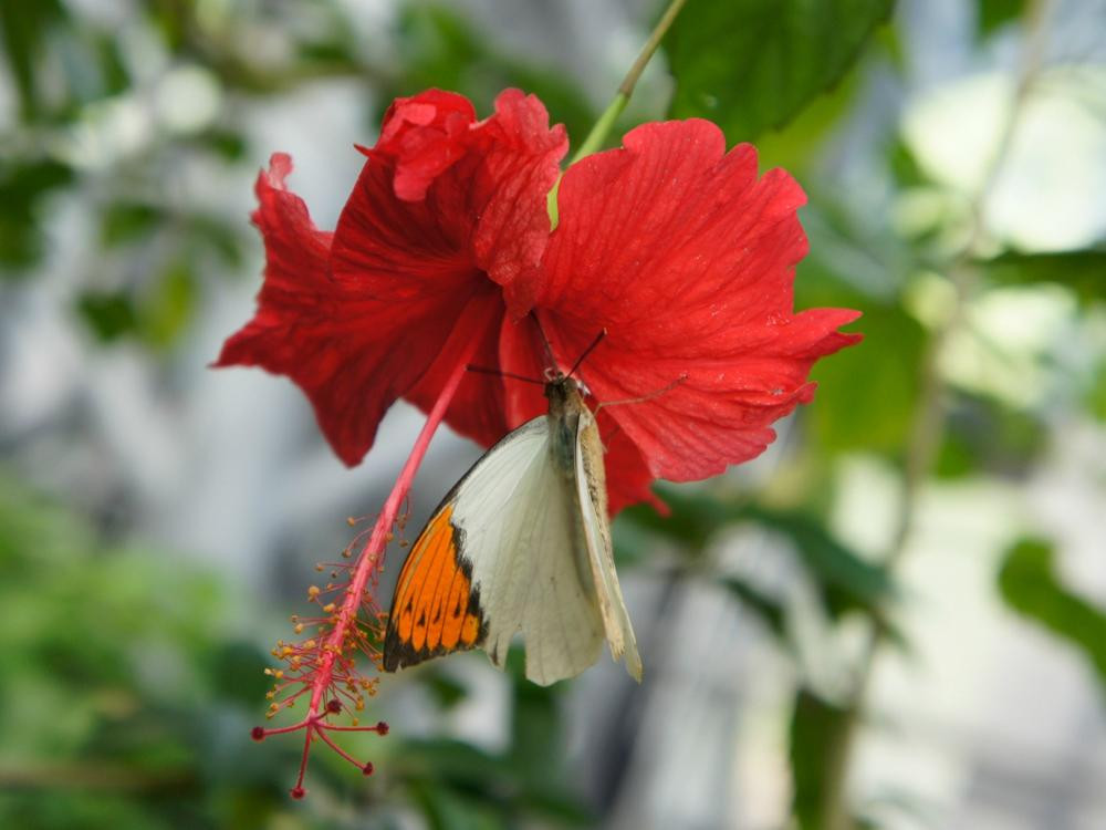 Kashihara City Museum of Insects-橿原市必去景点