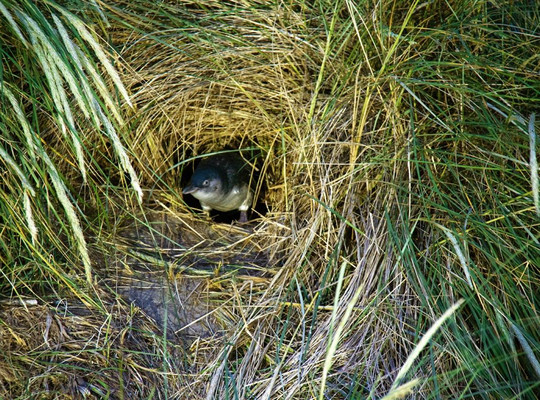 Blue Penguins Pukekura-但尼丁必去景点