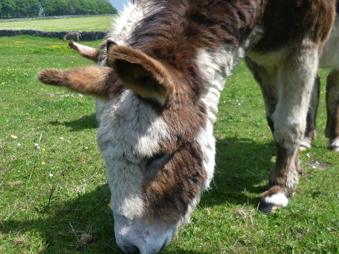 Freshfields Donkey Village-Peak Forest必去景点