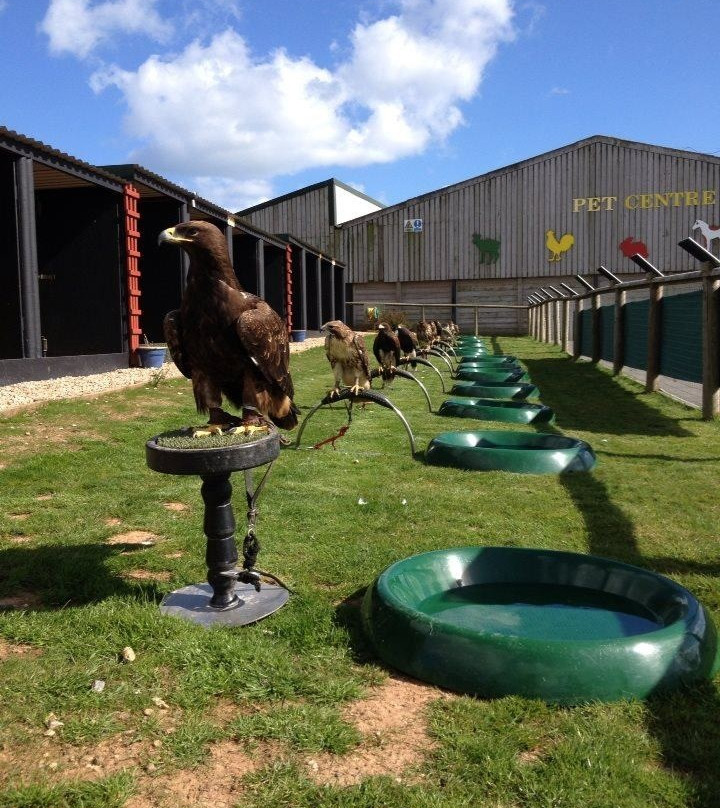 Hawkridge Bird Of Prey Centre-埃克斯茅斯必去景点
