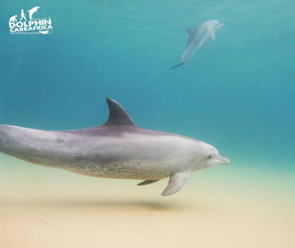 Dolphin Encountours Research Center景点图片
