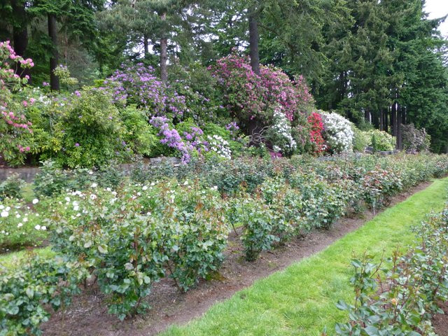 国际玫瑰试验园-波特兰必去景点