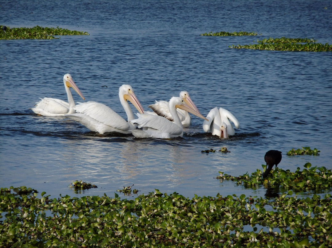 Myakka River State Park-萨拉索塔必去景点