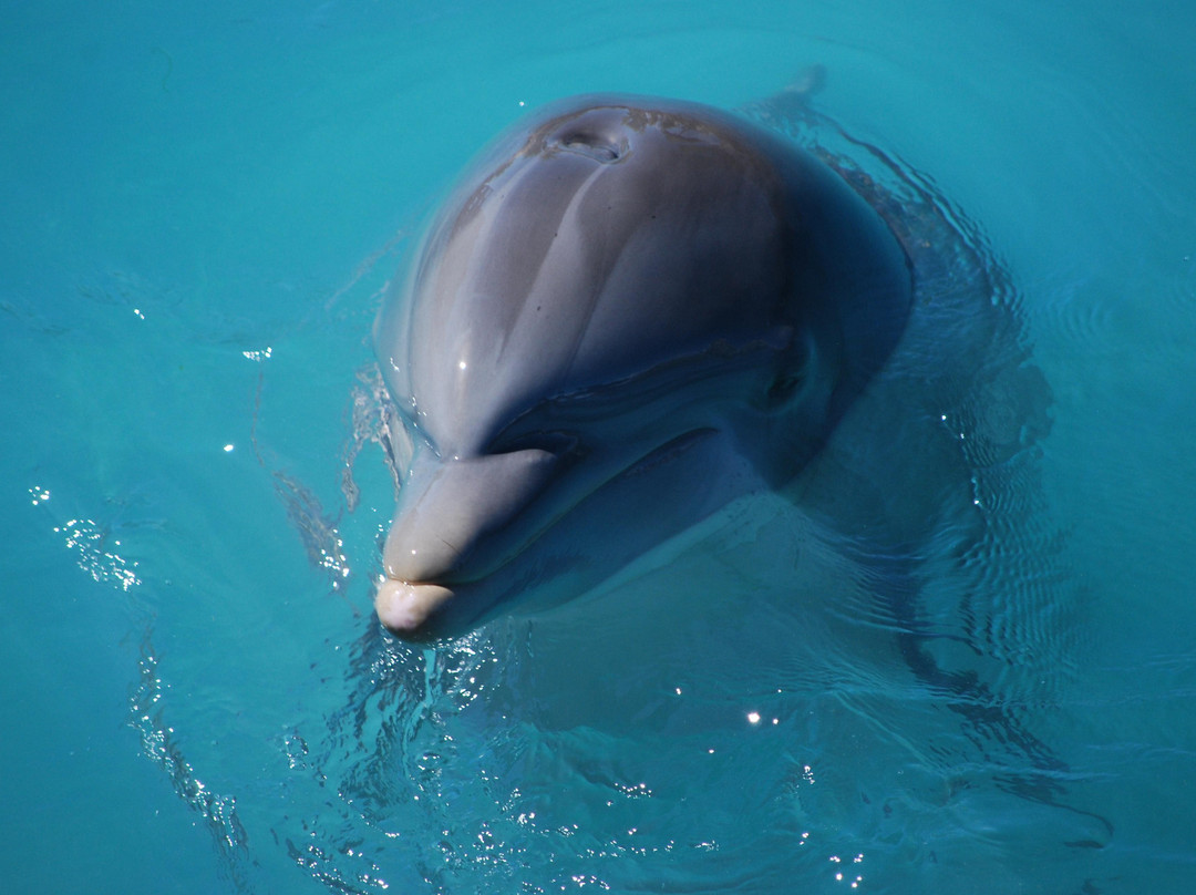 Dolphinaris-考祖梅必去景点