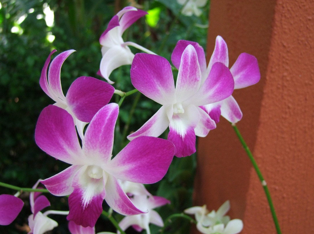 Thousand Flower Garden (Taman Seribu Bunga)-爱极乐必去景点