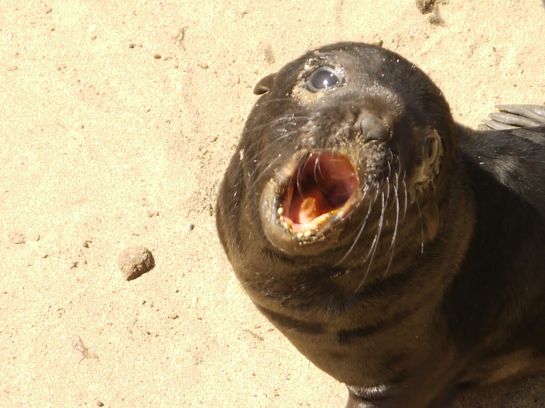 Cape Cross-Erongo Region必去景点