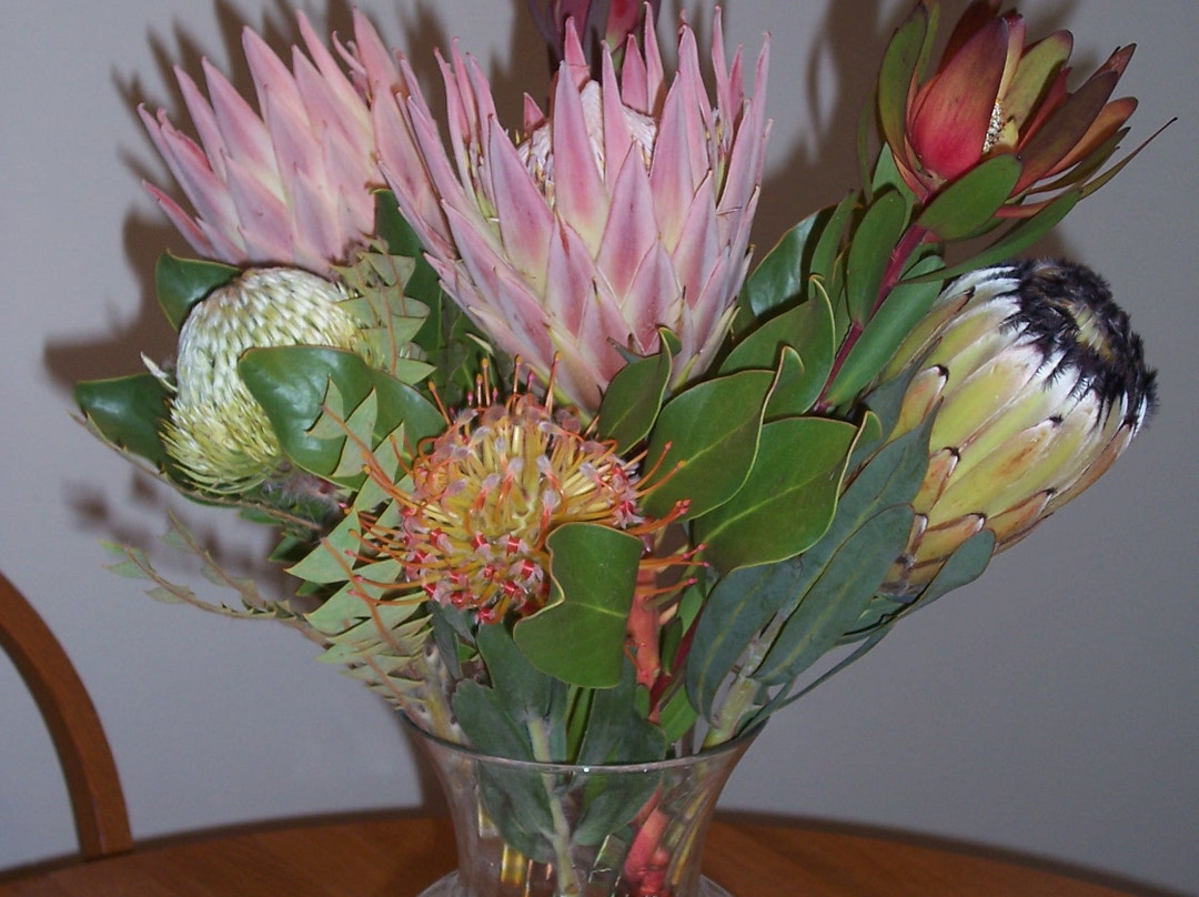 No Ka Oi Protea Farm-库拉必去景点