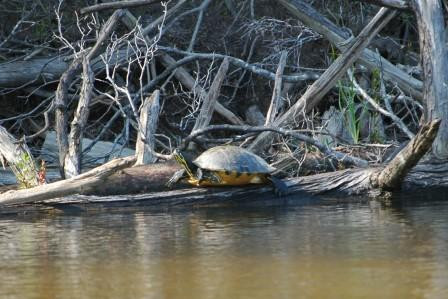 Blackwater River State Park景点图片