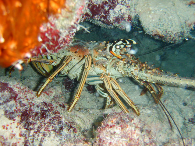 White Sand Water Sports-East End必去景点