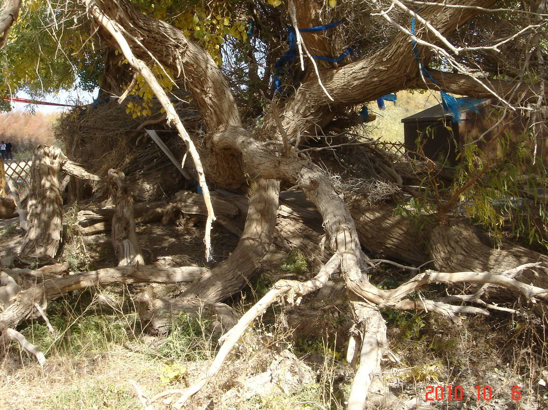 神树-额济纳旗必去景点