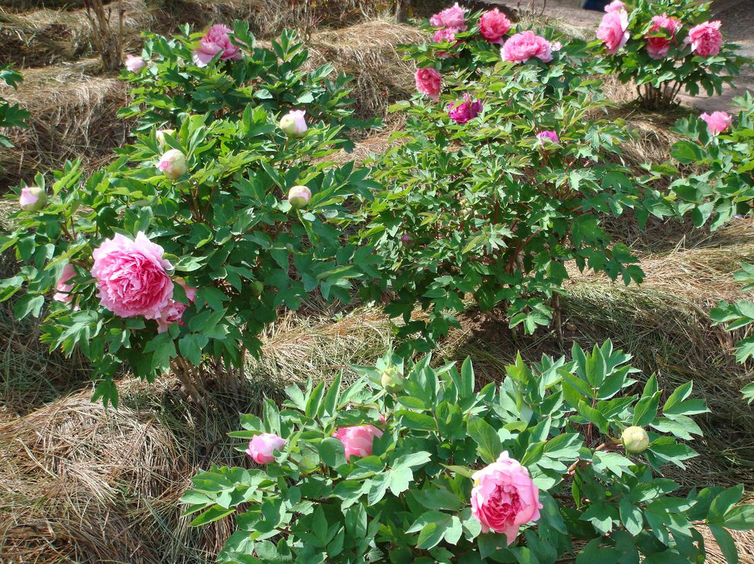 武定狮子山风景区-武定县必去景点