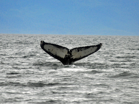 Alaska Whale Watching-朱诺必去景点