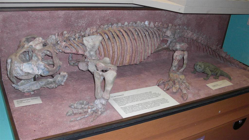 University of Michigan Museum of Natural History-安娜堡必去景点