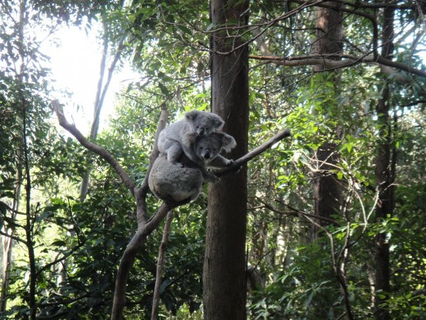 可伦宾野生动物园-可伦宾必去景点