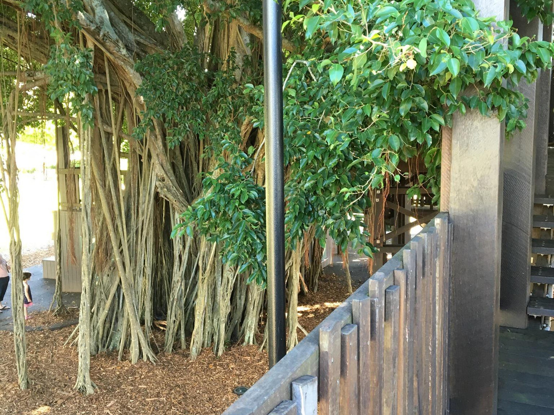 Figtree Playground-凯恩斯必去景点