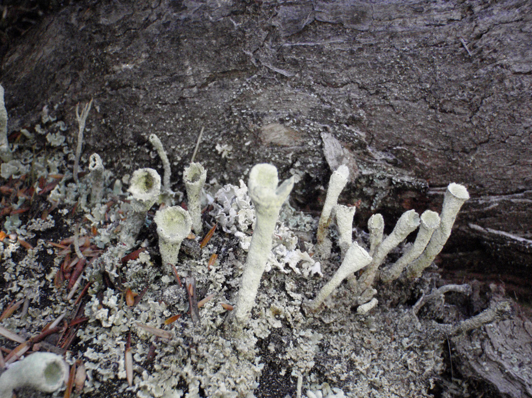 Tasmanian Expeditions-Invermay必去景点