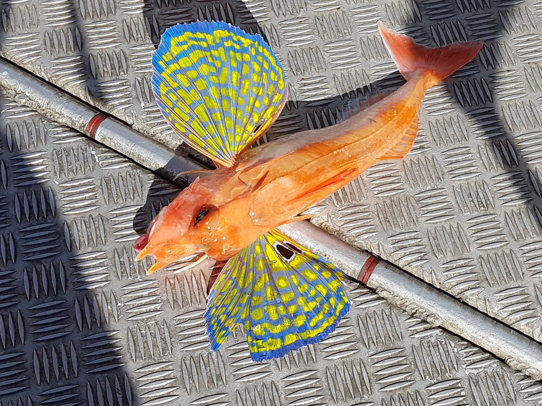 Adamas Fishing Charters-巴望头必去景点