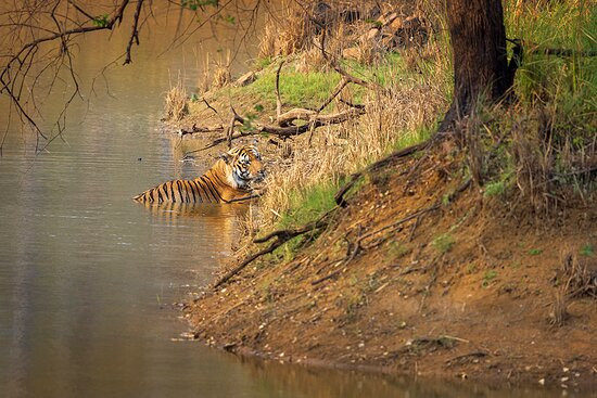 Tadoba Andhari National Park景点图片