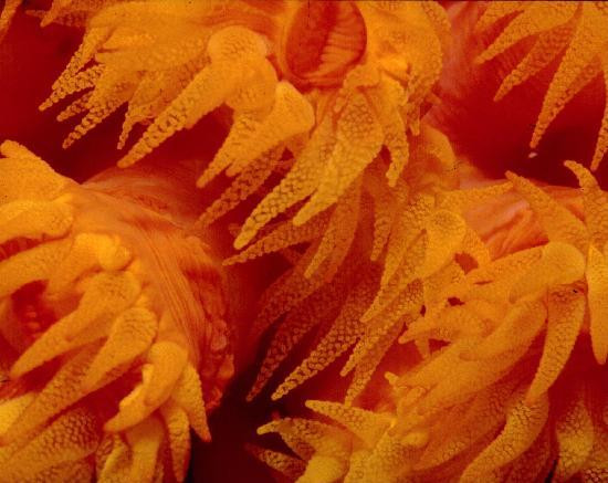 Blue Island DIvers-圣 托马斯必去景点