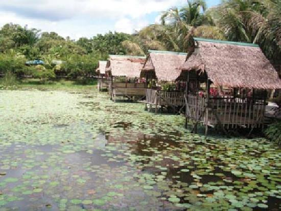 杨氏鳄鱼场-古晋必去景点