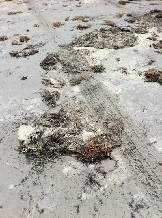 Port Aransas Beach-阿兰瑟斯港必去景点