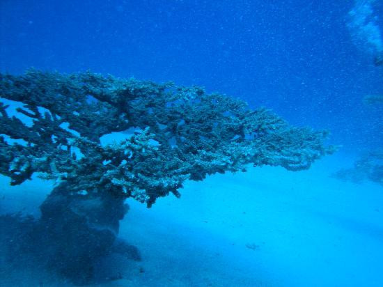 达哈卜潜水中心-达哈卜必去景点