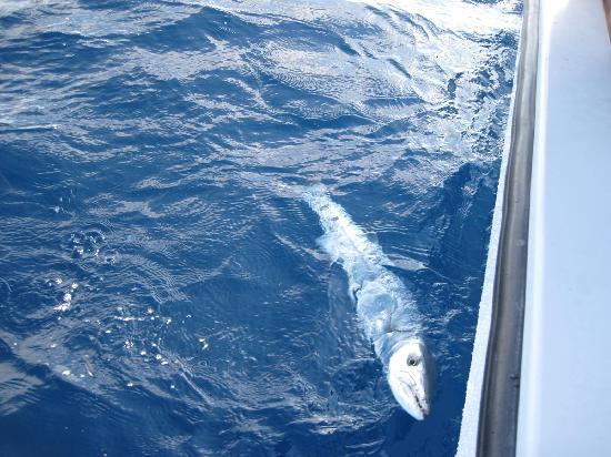 Kingbird Charters-基韦斯特必去景点