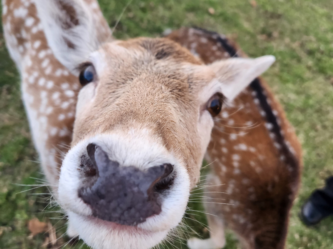 Deer Park Motor Inn Armidale主图