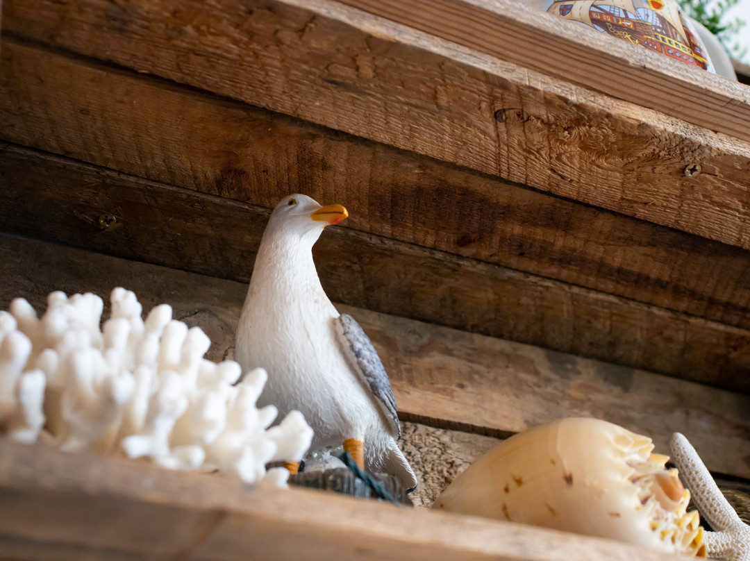 Lake Illawarra-卧龙岗市必去景点