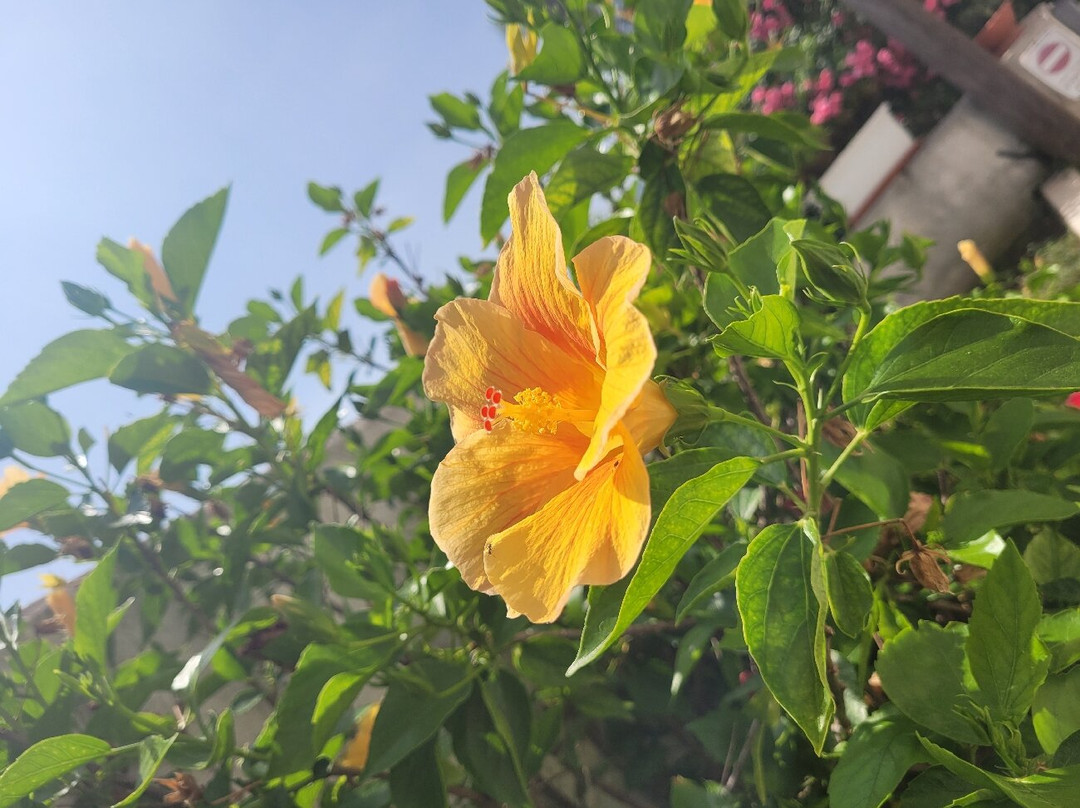 博西多尼亚公寓