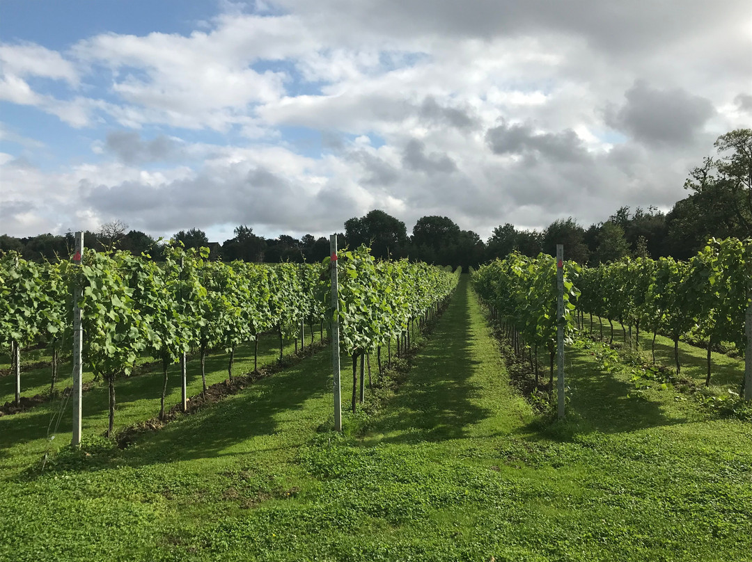 Dunesforde Vineyard-约克必去景点
