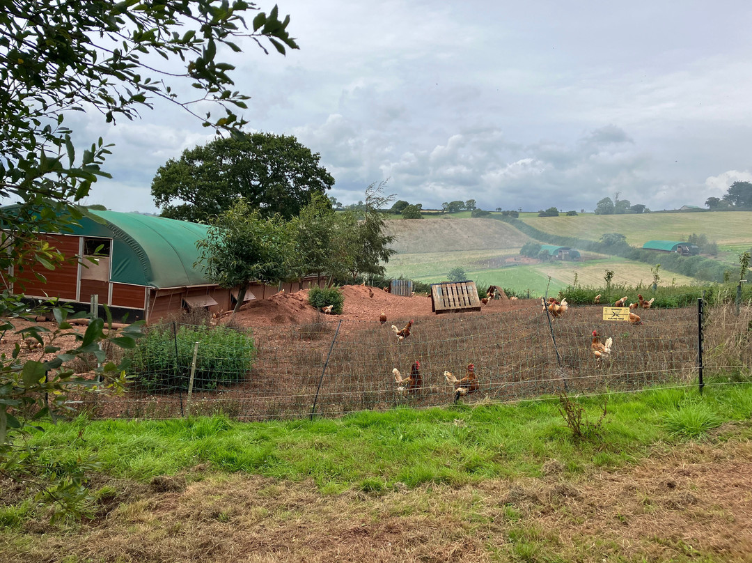 Orchard Organic Farm-牛顿阿伯里必去景点