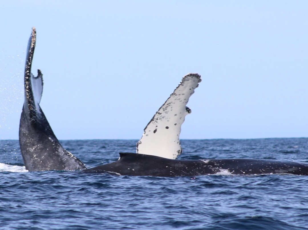 Merimbula Marina-梅林布拉必去景点