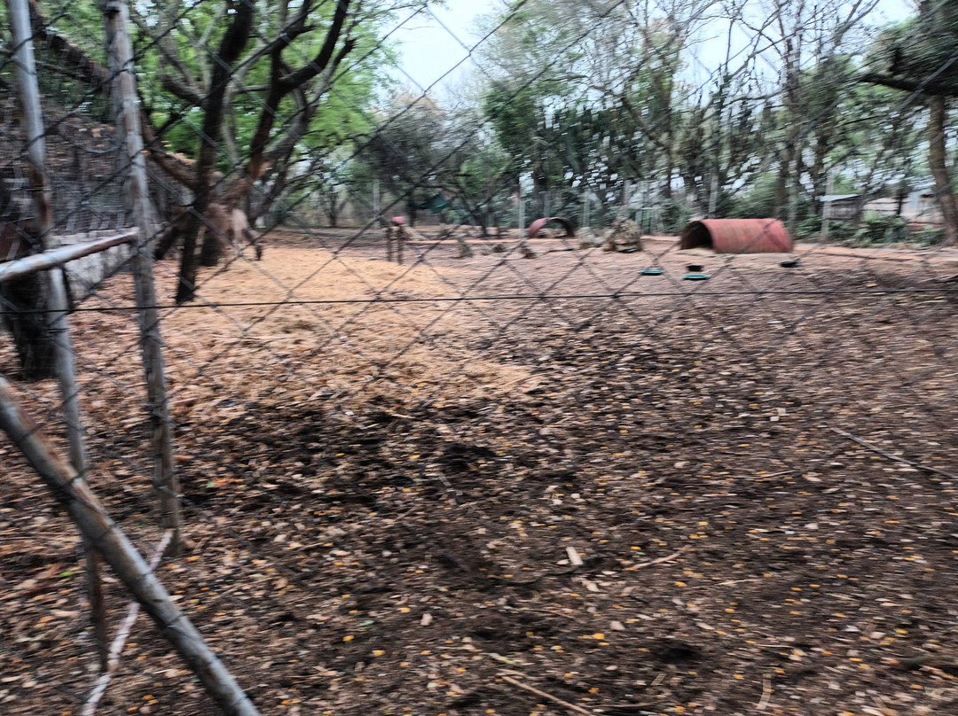 Chipangali Wildlife Orphanage and Research Centre景点图片