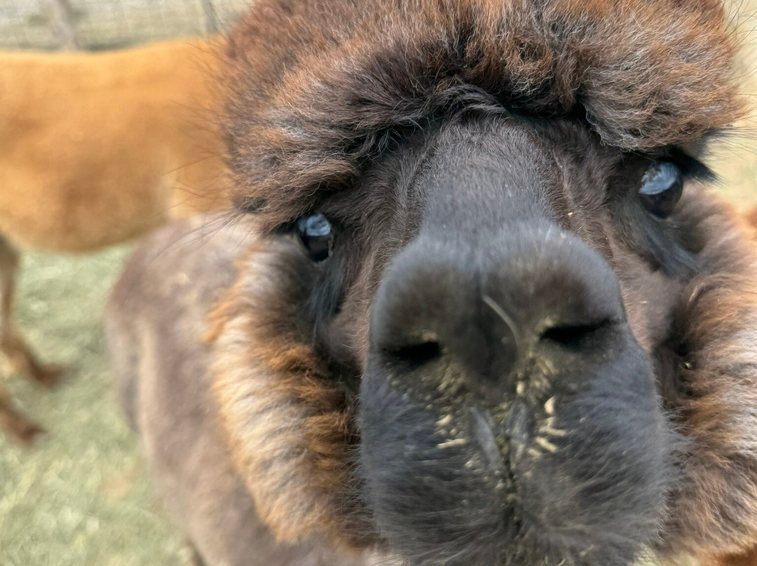 Circle Cliff Ranch Alpacas-Bicknell必去景点