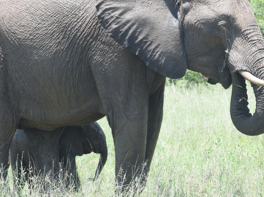 Irving Knight Safaris-玛洛斯帕克必去景点