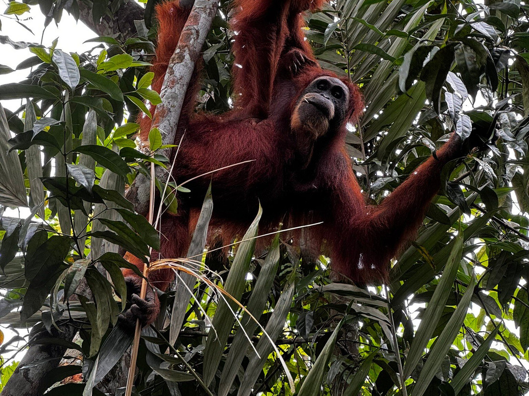 Monkey business tours-武吉拉旺必去景点