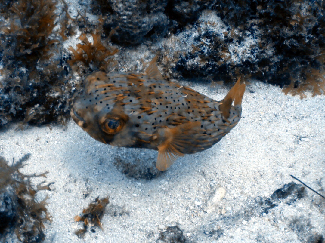 Dive Adventures-辛普森湾必去景点