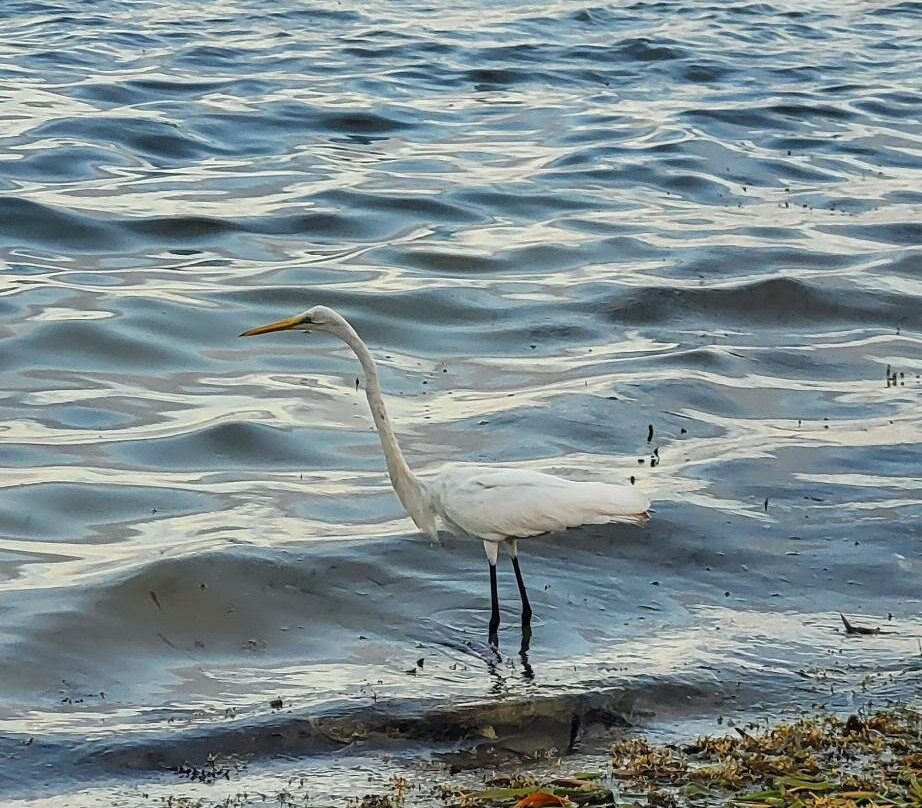 Decameron Marazul主图