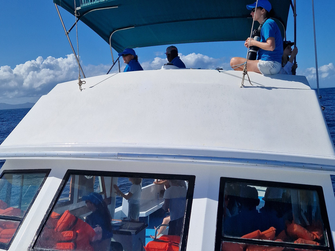 Whale Samaná With Kim-Santa Barbara de Samana必去景点