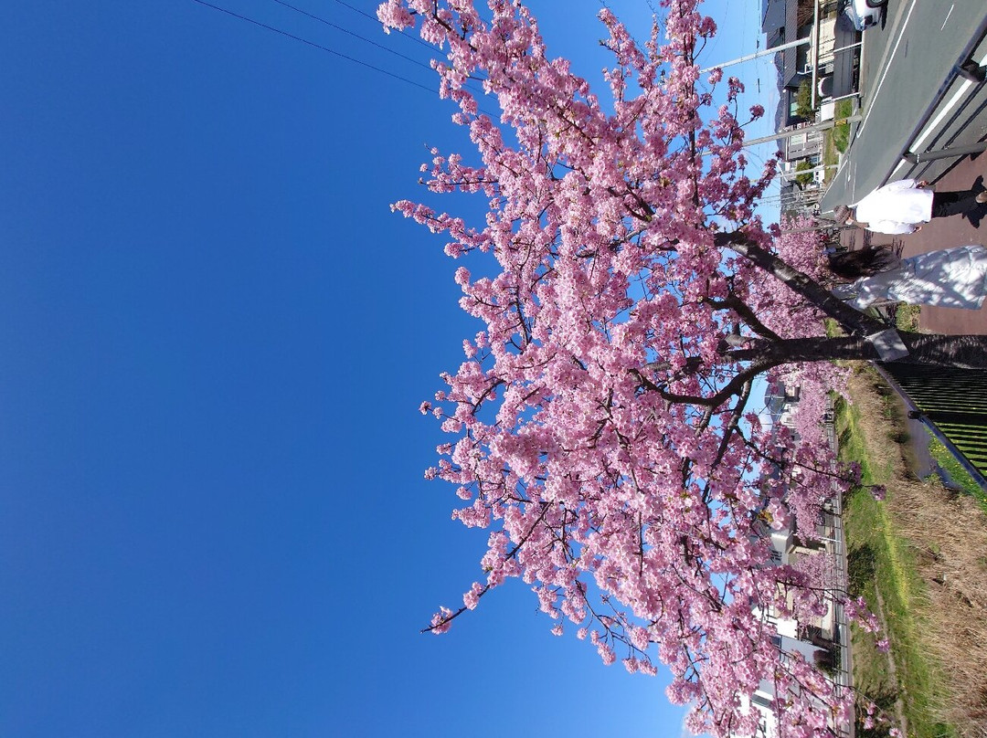 Saikosegawazoi no Kawazu Zakura-丰川市必去景点