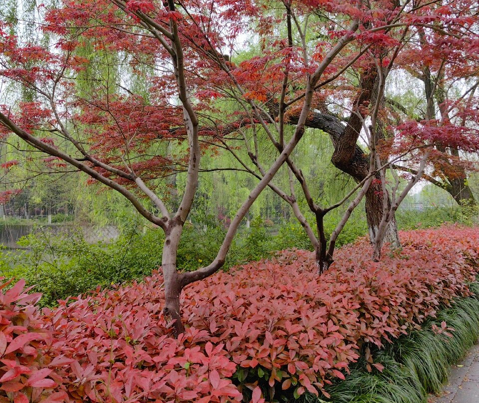 杭州植物园景点图片