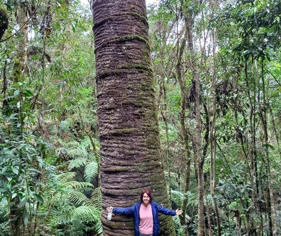 Trilha do Pinheiro Velho-蒙特贝尔德必去景点