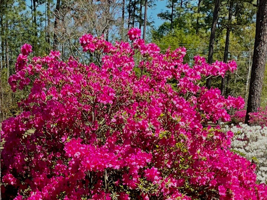 Butterducks Winery-Guyton必去景点