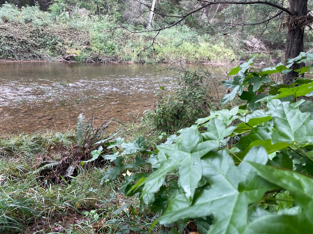 Doctors Creek Reserve-Jamieson必去景点