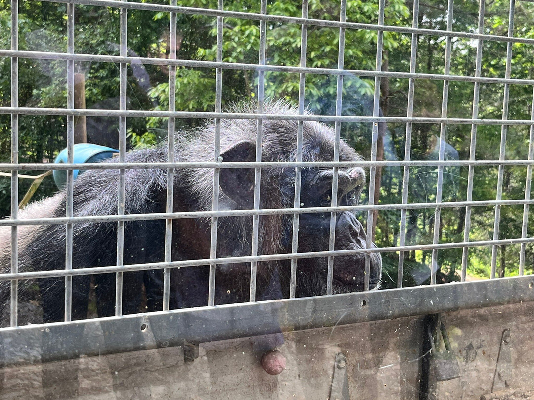 Project Chimps景点图片