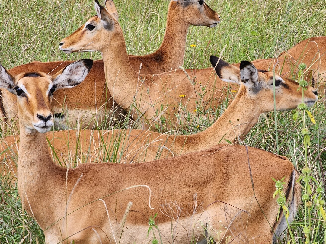 Lazizi Expeditions-内罗毕必去景点