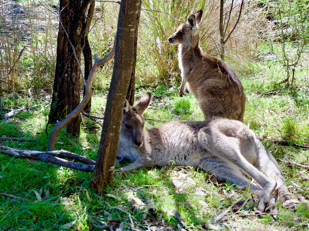 Girraween National Park景点图片